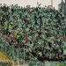 Aficionados béticos desplazados para ver el Fiorentina vs Real Betis de semifinales de la UEFA Conference League. | Imagen: Perfil de X @RealBetis.